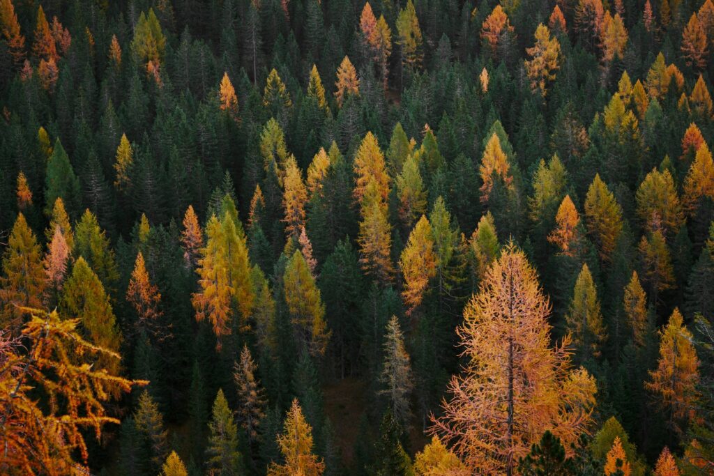 fall-tax-planning