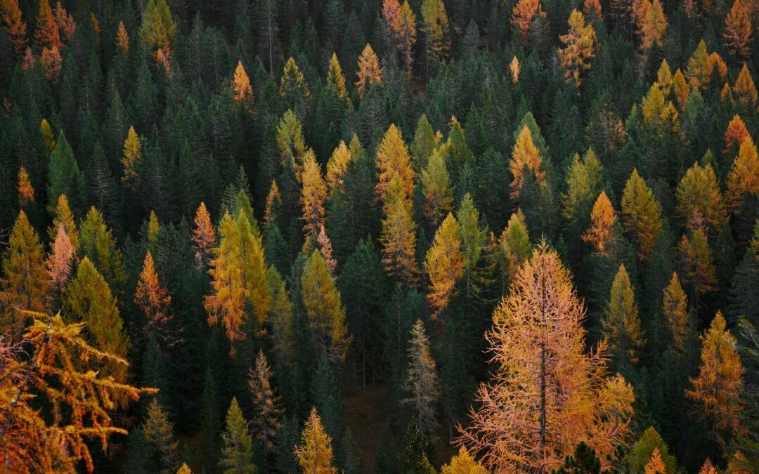 Why Fall Is the Real Deadline for Year-End Tax Planning